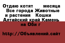 Отдаю котят. 1,5 месяца - Все города Животные и растения » Кошки   . Алтайский край,Камень-на-Оби г.